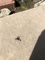 Otitinae