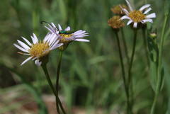 Hypocrites claviger claviger