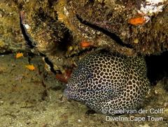 Gymnothorax favagineus