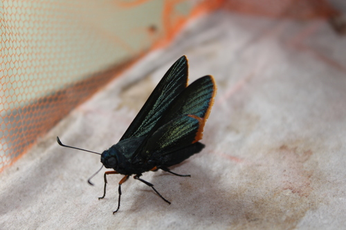 Orange-rimmed Skipper