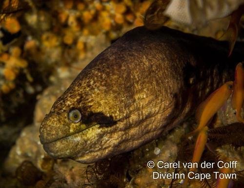 Masked Moray