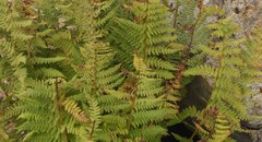 Athyrium distentifolium