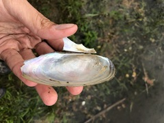 Pyganodon lacustris