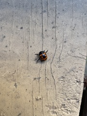 Labidomera clivicollis