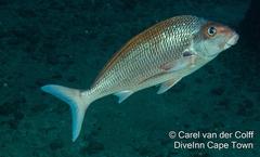 Chirodactylus jessicalenorum