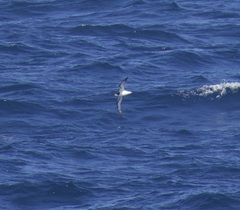Pterodroma leucoptera