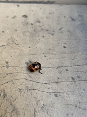 Labidomera clivicollis