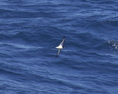 Pterodroma leucoptera