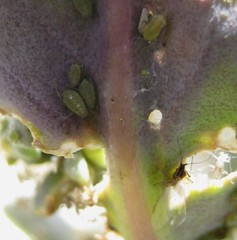 Lipaphis pseudobrassicae