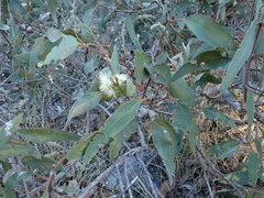 Eucalyptus cosmophylla