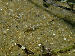 Nesogobius pulchellus