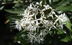 Pavetta gardeniifolia