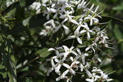 Pavetta gardeniifolia