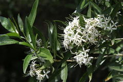 Pavetta gardeniifolia