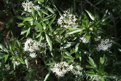 Pavetta gardeniifolia