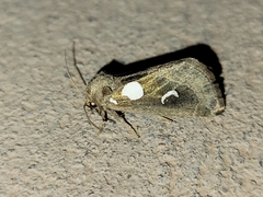 Plagiomimicus olvello