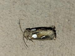 Plagiomimicus olvello