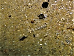 Nesogobius pulchellus