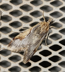 Loxostege albiceralis
