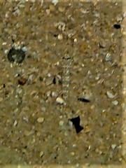 Nesogobius pulchellus