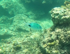 Abudefduf sparoides