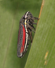 Cuerna striata
