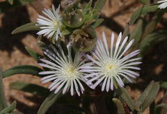 Delosperma herbeum