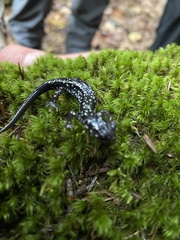 Plethodon kentucki