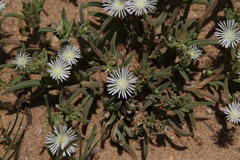 Delosperma herbeum