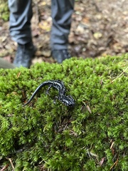 Plethodon kentucki