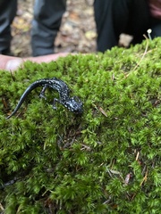 Plethodon kentucki