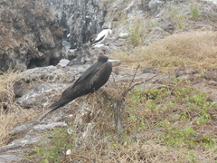 Fregata minor ridgwayi