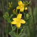 Hypericum aethiopicum - Photo (c) fayne, algunos derechos reservados (CC BY-NC), subido por fayne