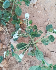 Heliotropium europaeum