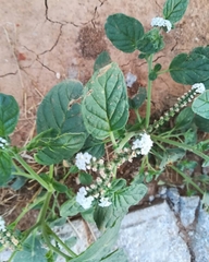 Heliotropium europaeum