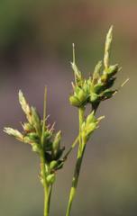Carex spartea