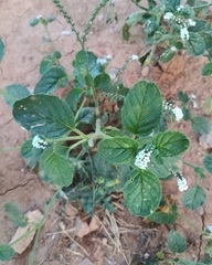 Heliotropium europaeum