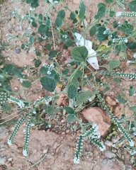 Heliotropium europaeum