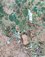 Heliotropium europaeum