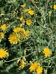 Sonchus arvensis