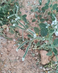 Heliotropium europaeum