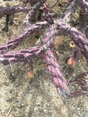 Cylindropuntia thurberi