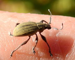 Sciobius