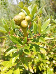 Stillingia zelayensis