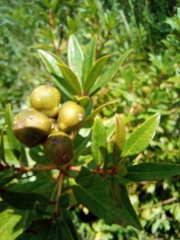 Stillingia zelayensis