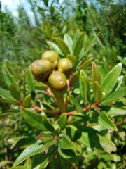 Stillingia zelayensis