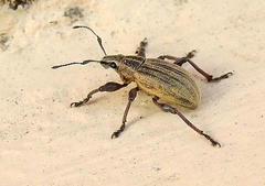 Sciobius