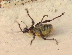 Sciobius