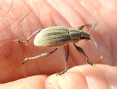 Sciobius