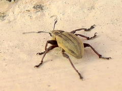 Sciobius
